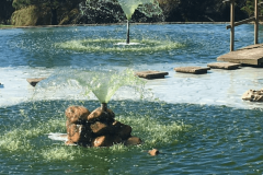 Westlake Pond During